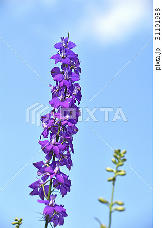 ラークスパー ラークスパー 31101938