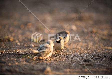 sociable weaver 31101952