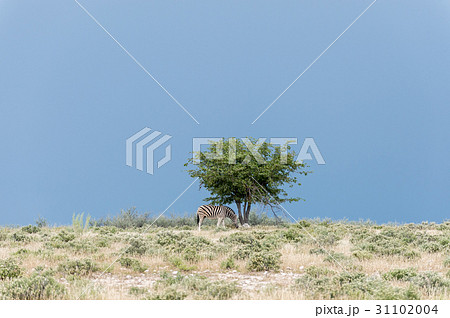 Burchell's (Plain's) zebra Burchell's (Plain's) zebra 31102004