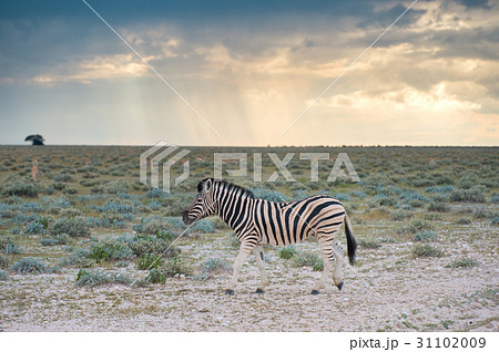 Burchell's (Plain's) zebra Burchell's (Plain's) zebra 31102009