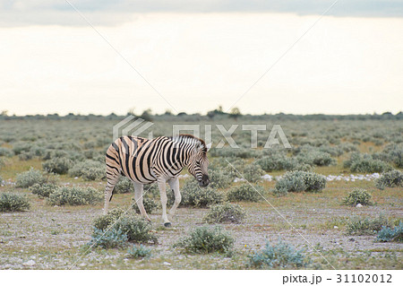 Burchell's (Plain's) zebra 31102012