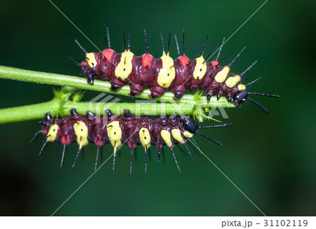 Worm eat leaves. 31102119