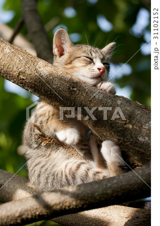 Cat sleeping on the tree Cat sleeping on the tree 31102152