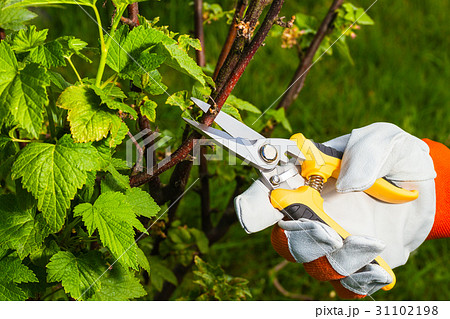 gardener's hand with  pruning scissors 31102198