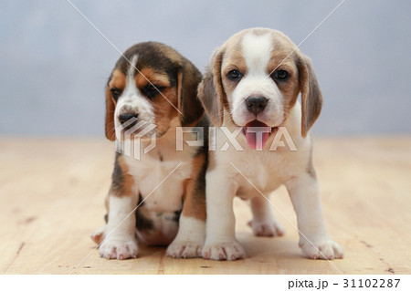 purebred beagle puppy is learning the world purebred beagle puppy is learning the world 31102287
