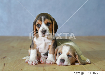 purebred beagle puppy is learning the world  31102289