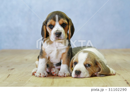 purebred beagle puppy is learning the world purebred beagle puppy is learning the world 31102290
