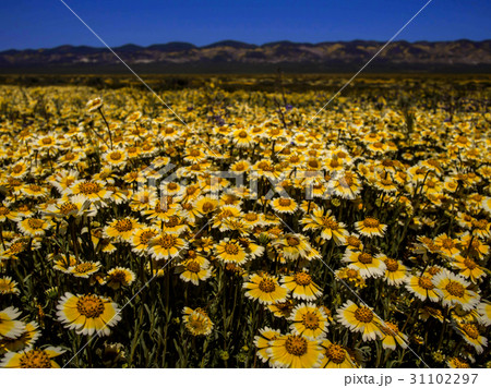 Wild flower field blooming in spring in the valley 31102297
