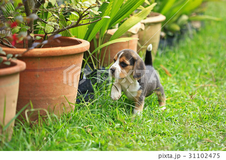 purebred beagle puppy is learning the world  31102475