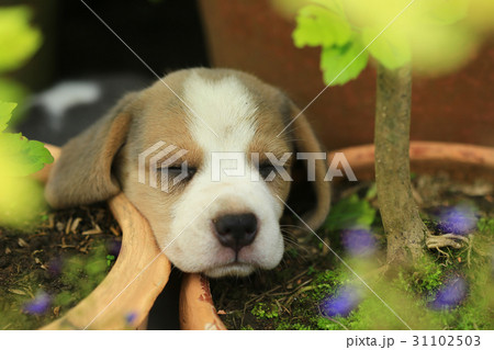 purebred beagle puppy is learning the world purebred beagle puppy is learning the world 31102503
