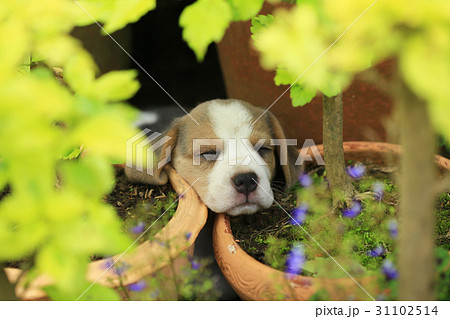 purebred beagle puppy is learning the world purebred beagle puppy is learning the world 31102514