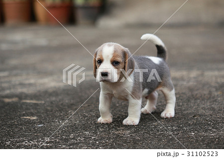 purebred beagle puppy is learning the world  31102523