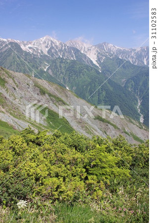 新緑が映える初夏の長野県白馬村八方尾根から見る雄大な北アルプス後立山連峰、白馬三山の山並み 新緑が映える初夏の長野県白馬村八方尾根から見る雄大な北アルプス後立山連峰、白馬三山の山並み 31102583
