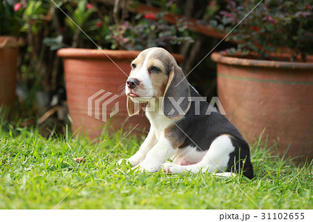 strong purebred silver tri color beagle puppy strong purebred silver tri color beagle puppy 31102655