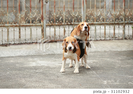 purebred beagle dog are now receptive in mating 31102932