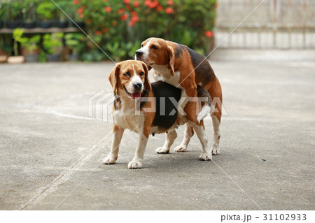 purebred beagle dog are now receptive in mating 31102933