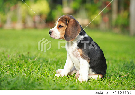 purebred beagle dog looking for somthing 31103159