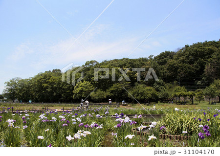 菖蒲園 菖蒲園 31104170