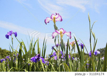 菖蒲園 菖蒲園 31104174