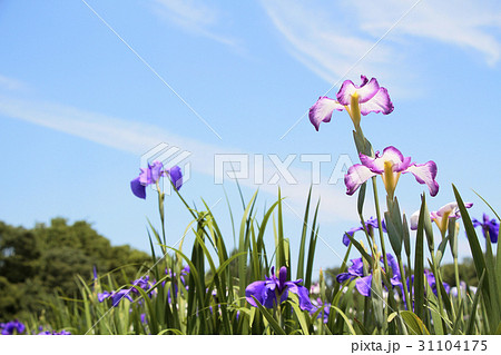 菖蒲園 菖蒲園 31104175