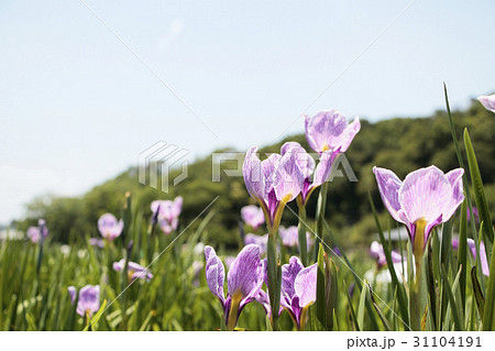 菖蒲園 菖蒲園 31104191