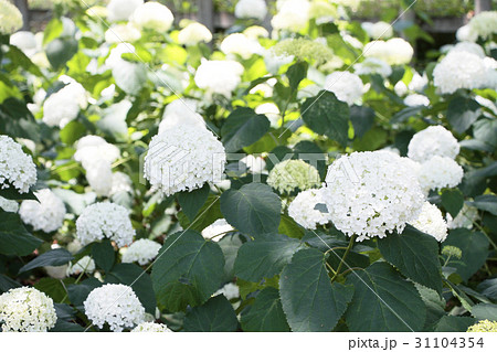 北山公園の紫陽花 北山公園の紫陽花 31104354