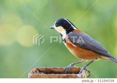 野鳥　ヤマガラ　緑背景 31104539