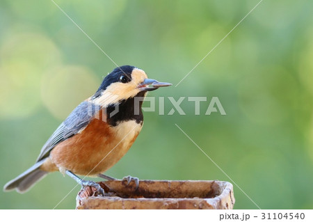 野鳥　ヤマガラ　緑背景 31104540