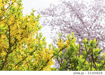 春の木花　レンギョウ 31104828