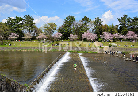 賀茂川の春 31104961