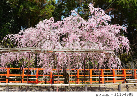 上賀茂神社　桜風景 31104999