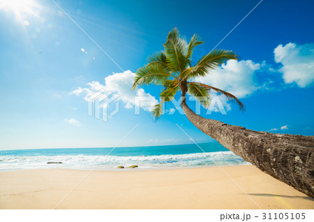 Tropical beach 31105105