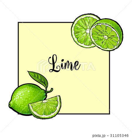 Banner, label, card design with limes and place Banner, label, card design with limes and place 31105346