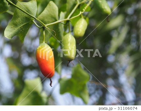 green leaves and fruits of creeping ivy gourd 31106074