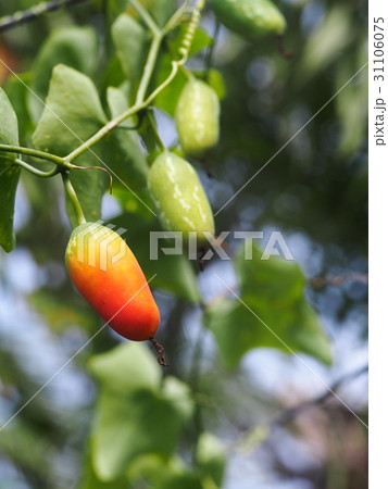 green leaves and fruits of creeping ivy gourd 31106075