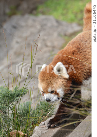 横浜・野毛山動物園のレッサーパンダ 31106445