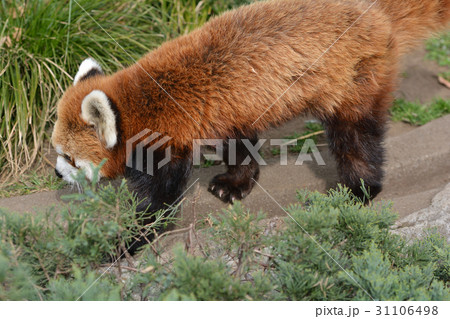 横浜・野毛山動物園のレッサーパンダ 31106498