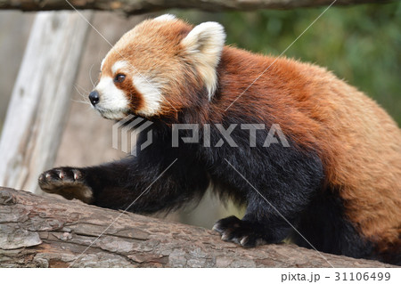 横浜・野毛山動物園のレッサーパンダ 31106499