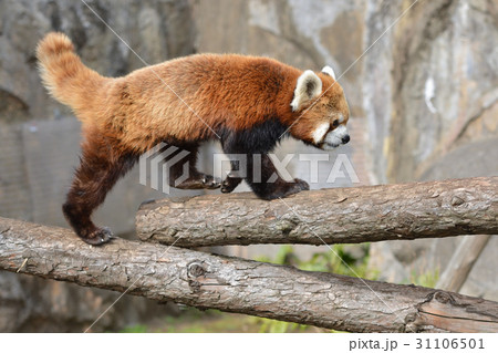 横浜・野毛山動物園のレッサーパンダ 横浜・野毛山動物園のレッサーパンダ 31106501