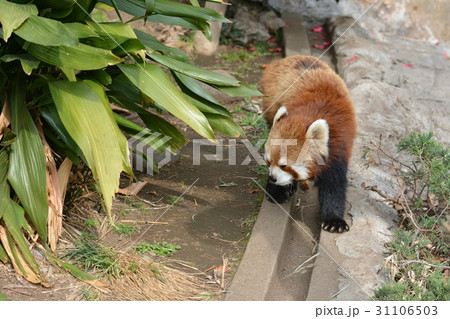 横浜・野毛山動物園のレッサーパンダ 31106503