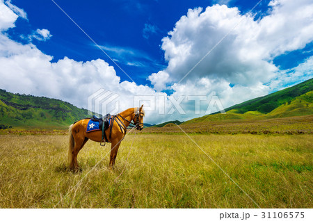 horse in field. horse in field. 31106575