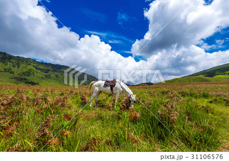 horse in field. 31106576