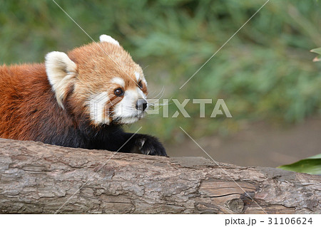横浜・野毛山動物園のレッサーパンダ 31106624