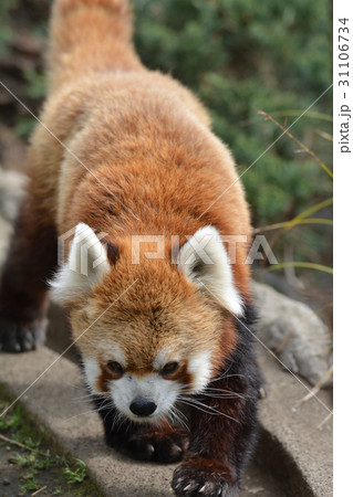 横浜・野毛山動物園のレッサーパンダ 31106734