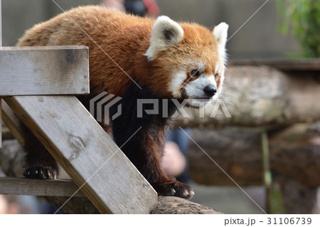 横浜・野毛山動物園のレッサーパンダ 31106739