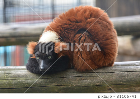 横浜・野毛山動物園のアカエリマキキツネザル 31106741