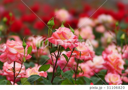 ダイアナ・プリンス・オブ・ウェールズ 31106820