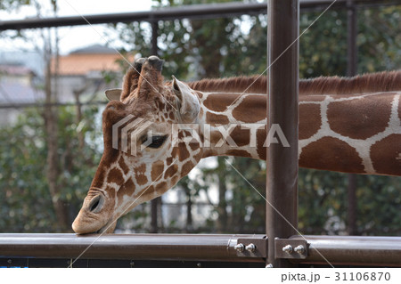 横浜・野毛山動物園のキリン 横浜・野毛山動物園のキリン 31106870