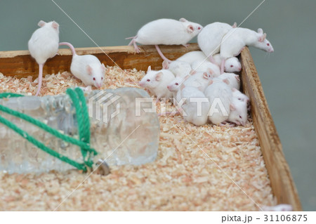 横浜・野毛山動物園のなかよし広場 31106875