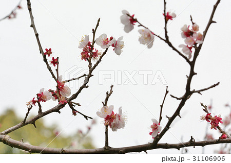 横浜・野毛山動物園の梅 横浜・野毛山動物園の梅 31106906